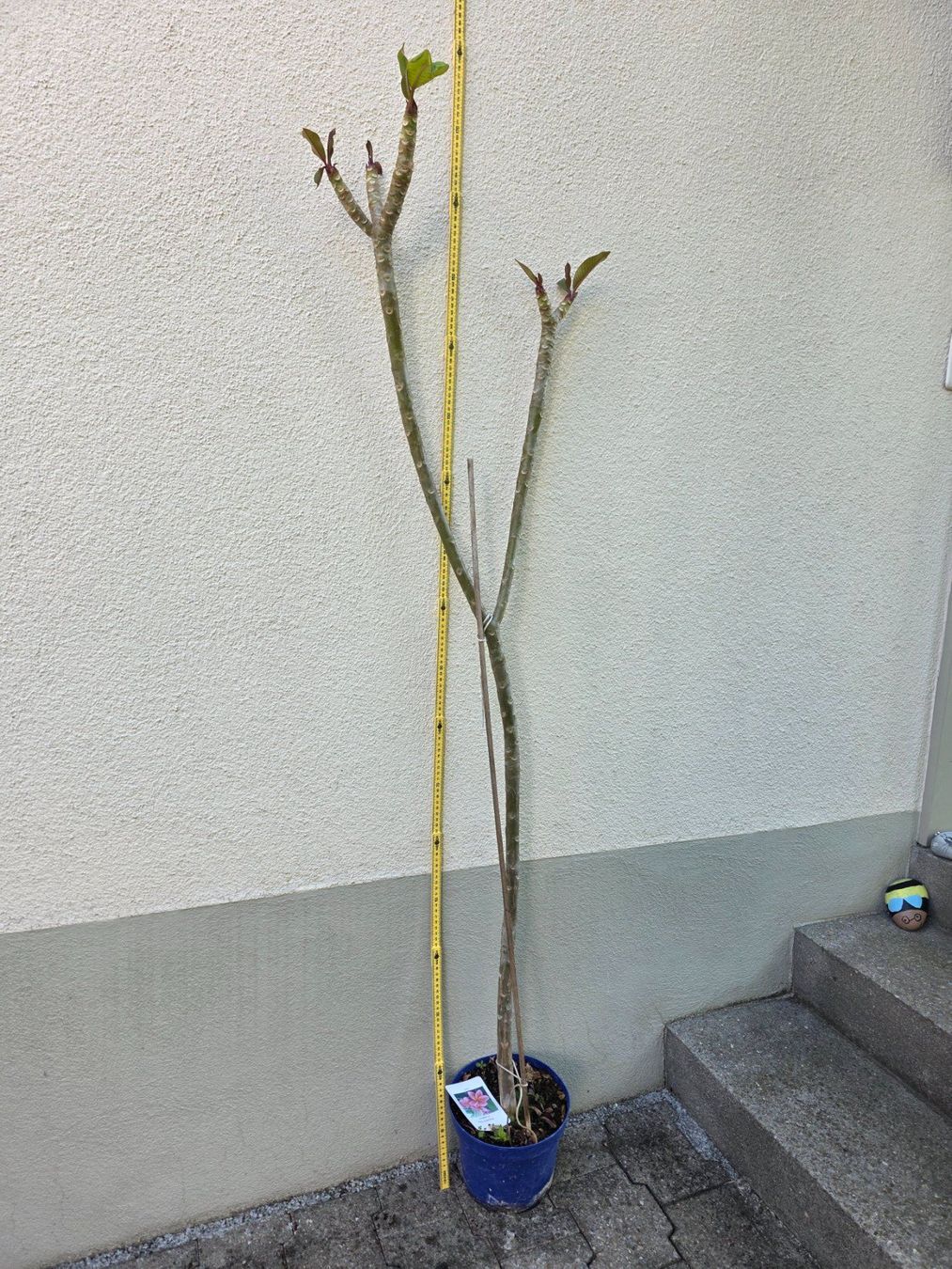Piante & sementi: Plumeria rubra "Kimo" / Frangipani lachsorange – Nuovo (secondo la descrizione) da Thalheim venduto da silvara01 6