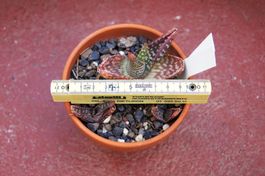 Aloe zanzibarica, seltene, kompakt wachsende Aloe