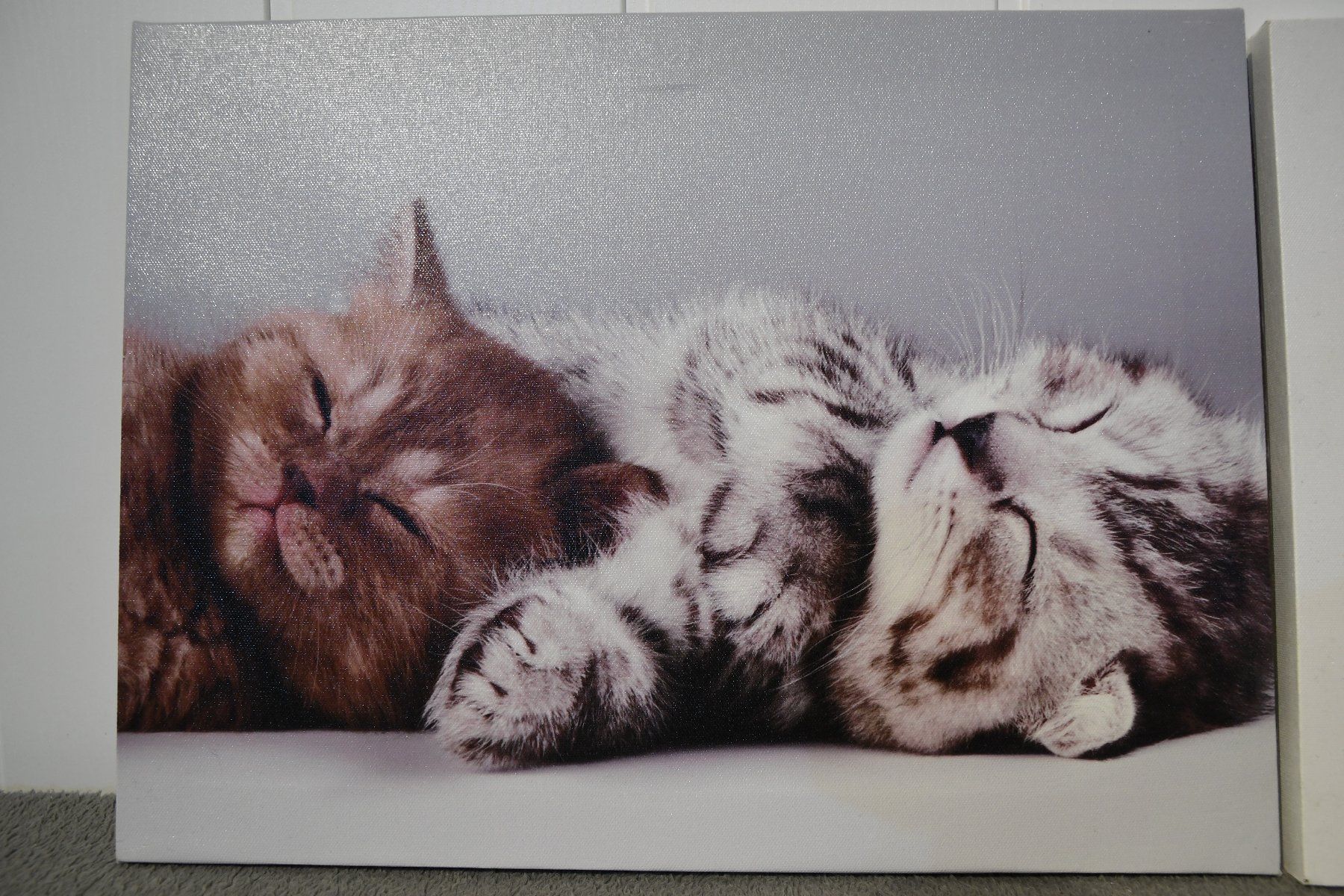 Foto & Immagini: 2 Leinwandbilder Katze und Hund – Usato da Niederrohrdorf venduto da Voase 2