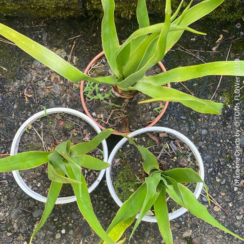 Piante & sementi: Dracaena Draco - Drachenbaum - Dein Pflanzenbegleiter – Nuovo e nell'imballaggio originale da Adliswil venduto da astom369 4