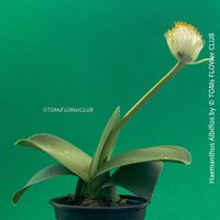 Haemanthus Albiflos - traumhaft schön blühend
