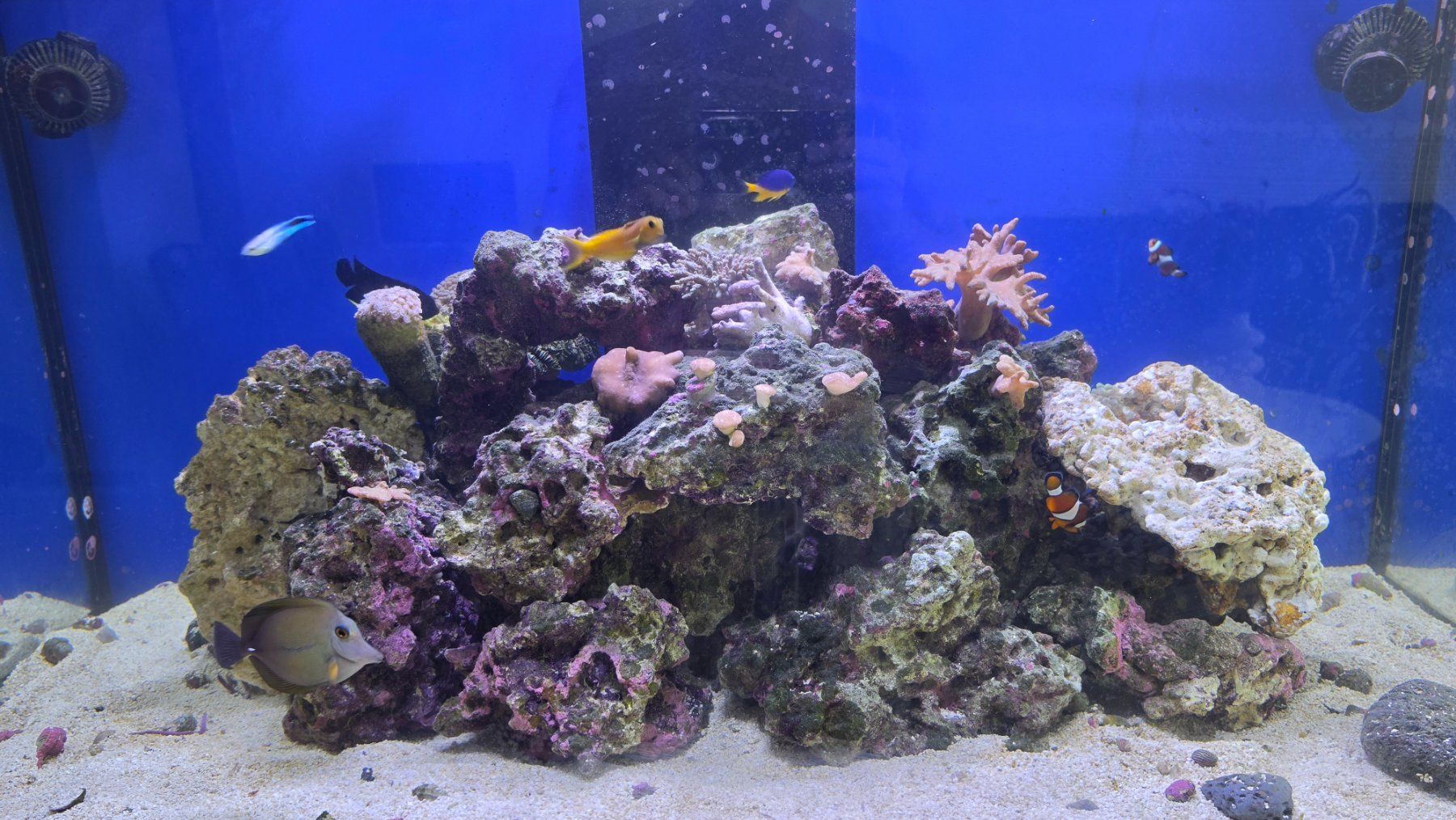 Aquarium: Theiling Experience Meerwasseraquarium 430 l – Gebraucht aus Wetzikon ZH von VipFashion 3