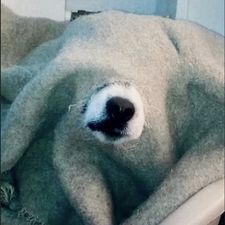 Profile image of Jackyterrier