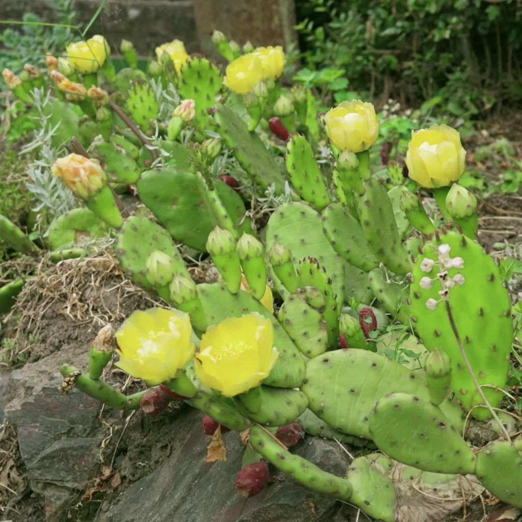 Piante & sementi: Opuntia humifusa – Nuovo (secondo la descrizione) da Augst BL venduto da Betsileo