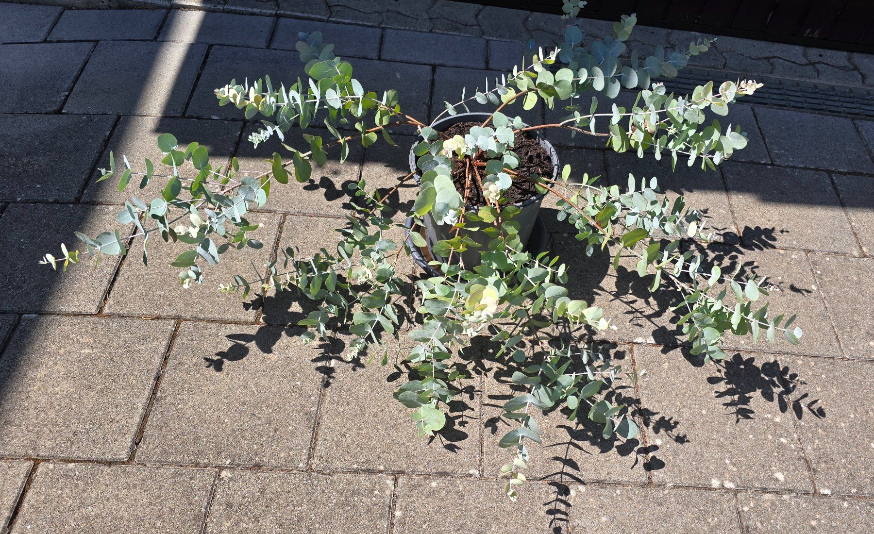 Pflanzen & Samen: Eukalyptus Pflanze – Gebraucht aus Aarburg von popkorn65 1
