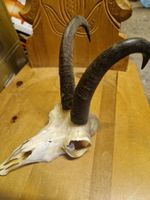 Gamsbock