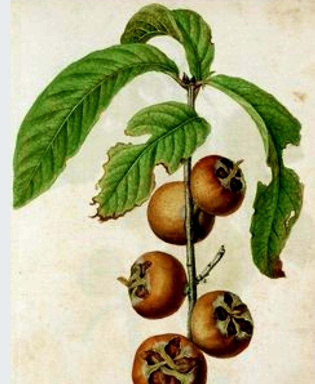 Piante & sementi: 10 Samen Germanische (oder winterliche) Mispel. Supersüß – Nuovo e nell'imballaggio originale da Rovio venduto da POSITIFFARTandPLANTS 1