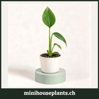 Monstera 'Burle Marx Flame' Babypflanze 6 cm
