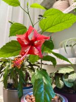 🌺 Exotischer Hibiskus aus den Malediven in Hydrokultur