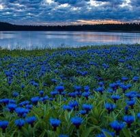50 Samen Kornblume Bleuet Fiordaliso Cornflower