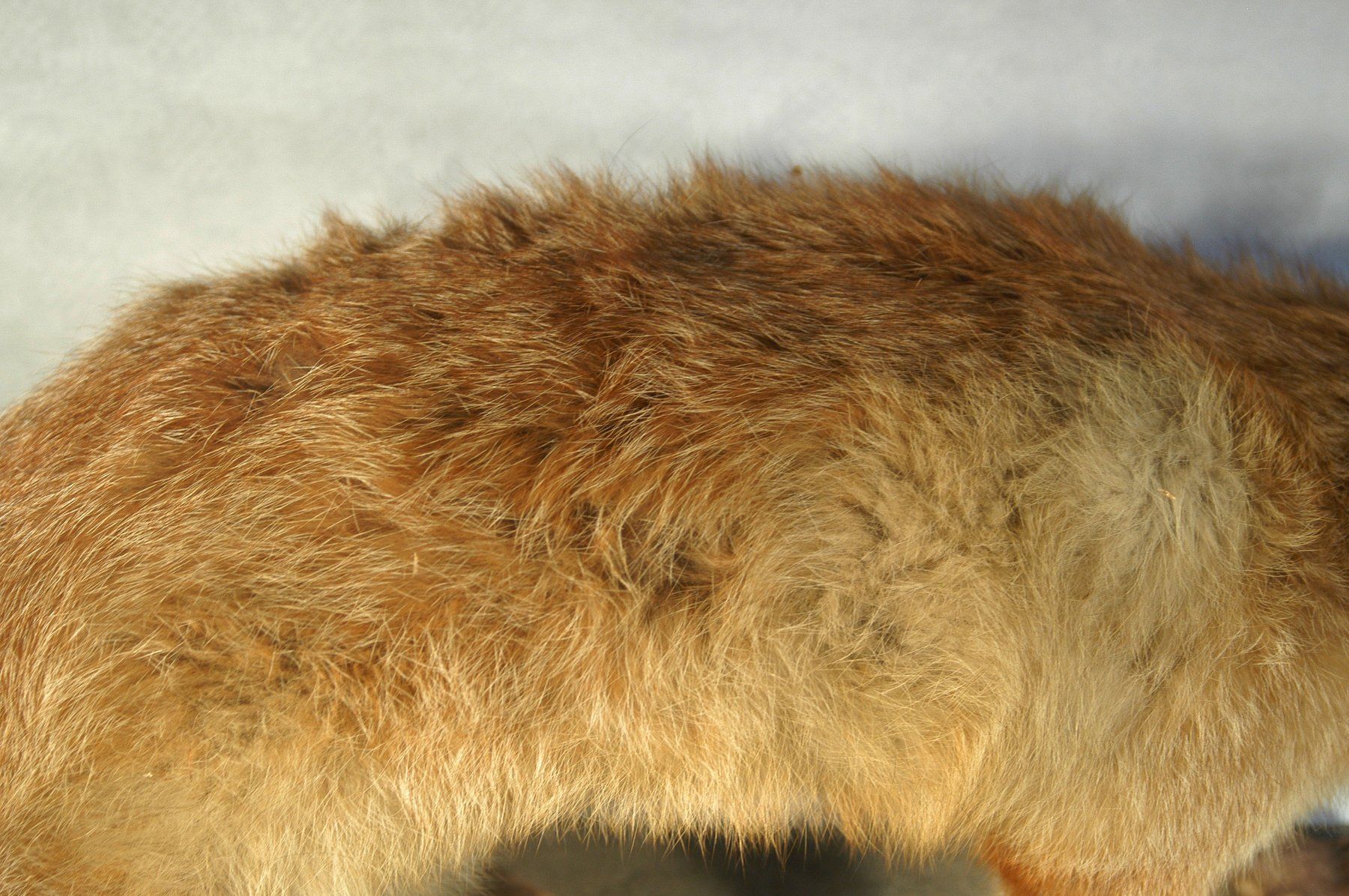 Il mondo degli animali: Fuchs Präparat – Usato da Herisau venduto da Wisen 4