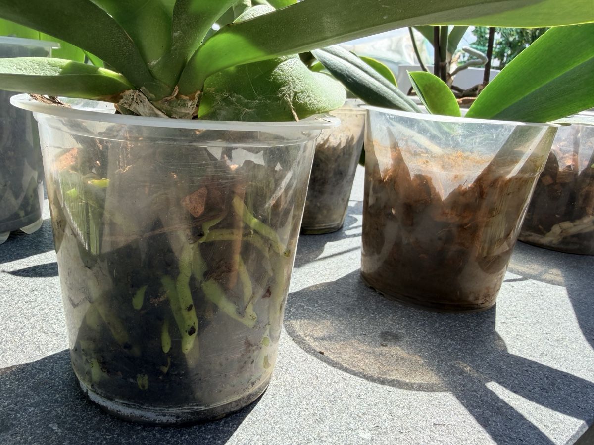 Pflanzen & Samen: Set 7 Orchideen mit 4 Töpfe – Gebraucht aus Zürich von d-ron 3