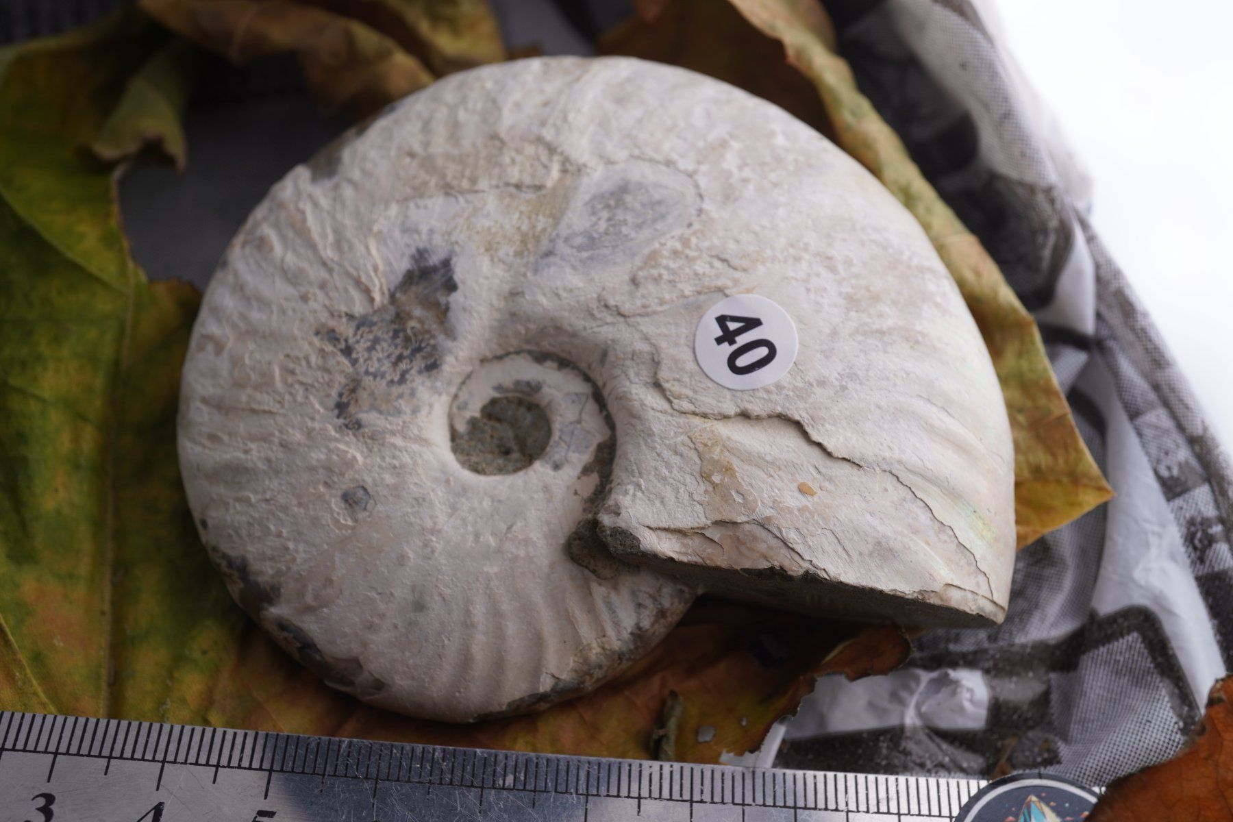 Mineralien & Heilsteine: Ammonit  Opalisiert   Wunderschön  ca  90mm – Neu und originalverpackt aus Eschenbach SG von topstone 6