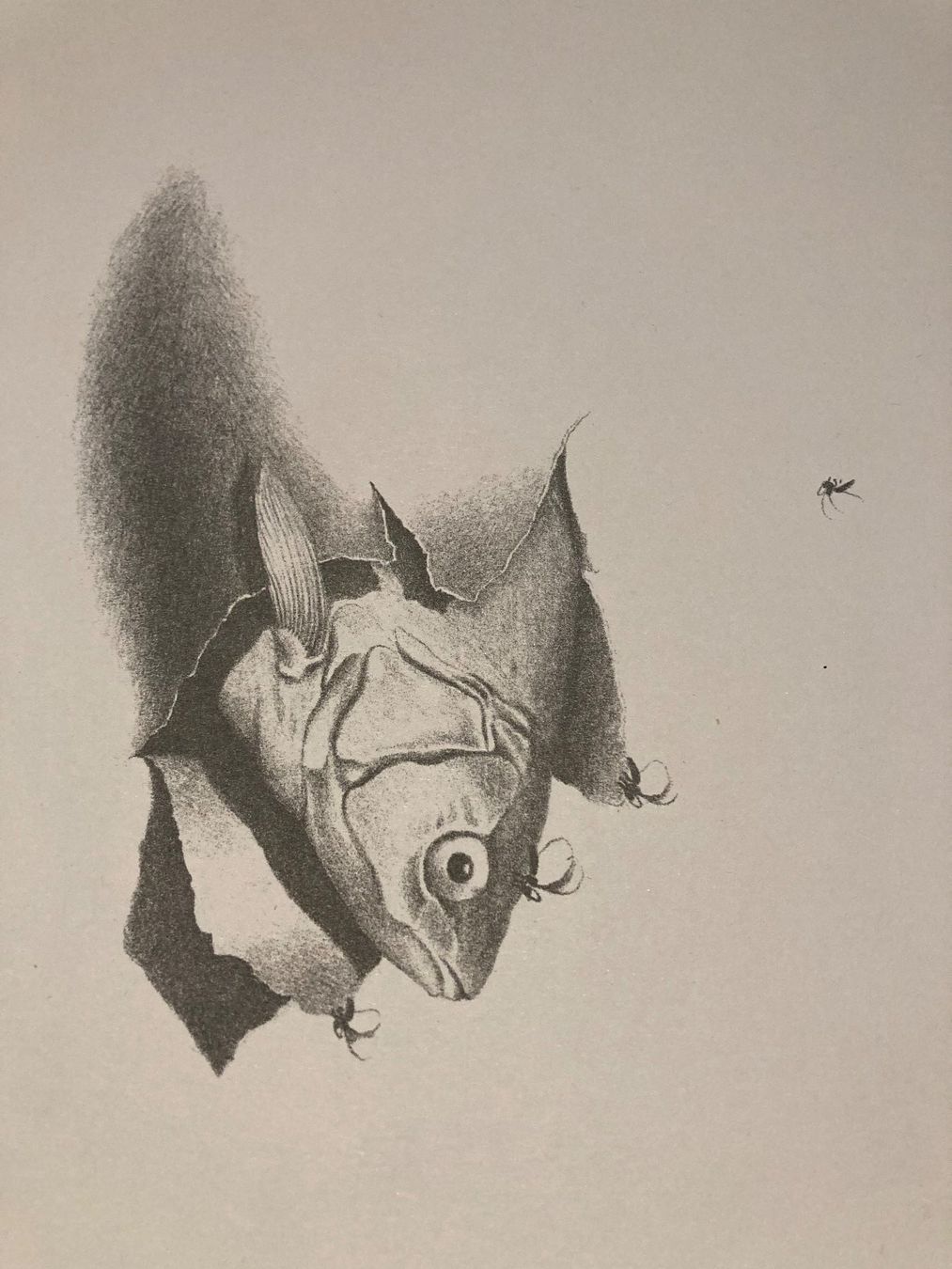 Grafica & Litografie: Alfred Hofkunst, handsigniert, gross – Usato da Rain venduto da Pic-Ass 5