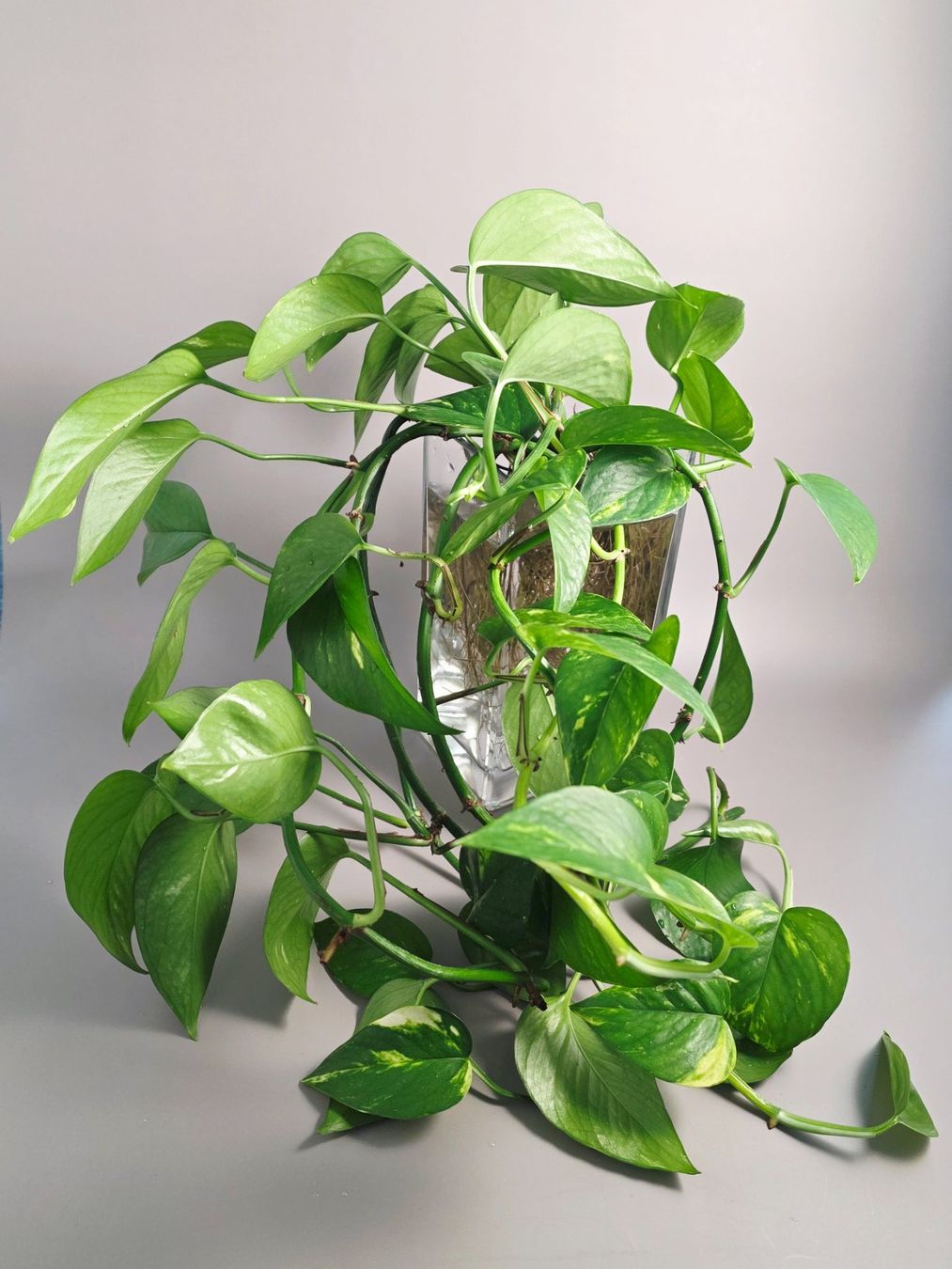 Piante & sementi: Epipremnum aureum / Efeutute Steckling – Nuovo (secondo la descrizione) da Gerolfingen venduto da Azora