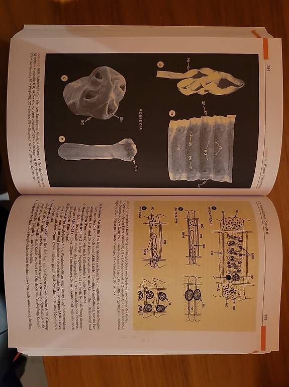 Libri: Die Parasiten der Tiere – Usato da Münchenbuchsee venduto da b-tschai 1