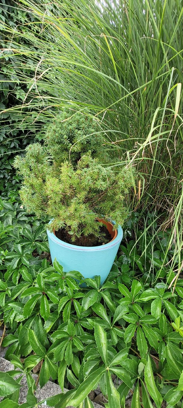 Piante & sementi: Zuckerhutfichte - Picea Glauca Conica – Usato da Grosshöchstetten venduto da Dirue