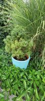 Zuckerhutfichte - Picea Glauca Conica