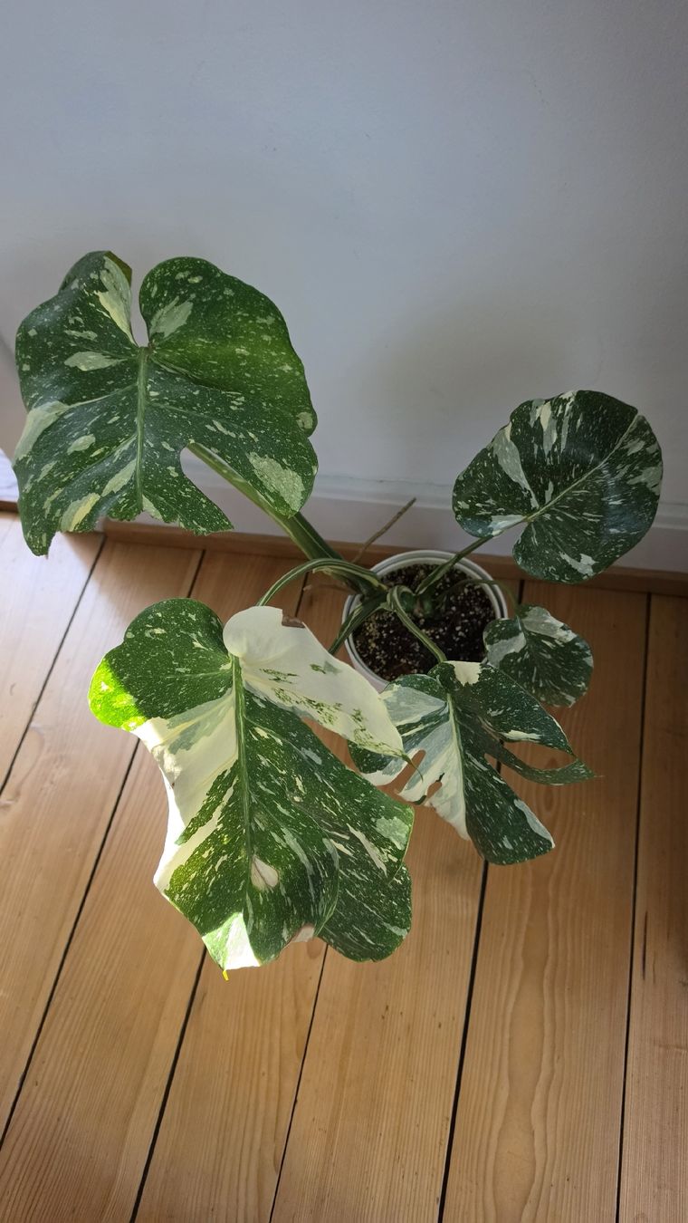 Piante & sementi: Grosse Monstera Verigata  – Usato da Hausen am Albis venduto da M.Kurz 4