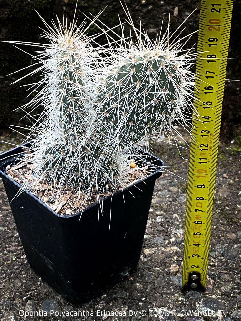 Piante & sementi: Opuntia Polyacantha Erinacea - "Grizzly Bear"- winterhart – Nuovo e nell'imballaggio originale da Adliswil venduto da astom369 7