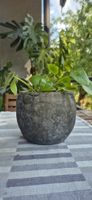 Pianta Feng Shui Pilea "Moneta Cinese" 