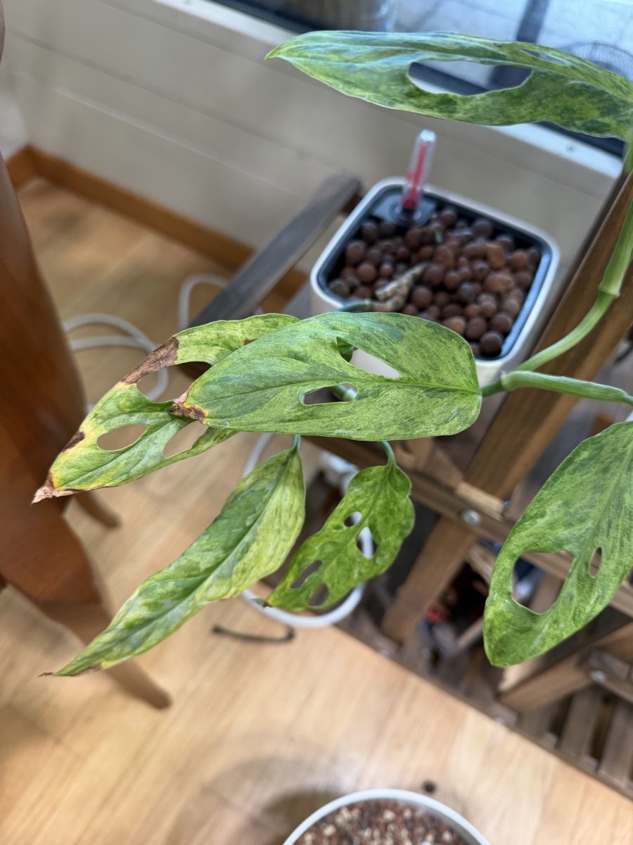 Piante & sementi: Monstera Adansonii Indonesian Marble – Usato da Steinhausen venduto da WeberPlants 2