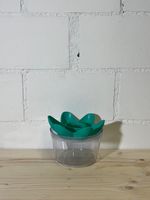 Avocado-Stein Aufzuchtbehälter – Keimhilfe – transparent/grü
