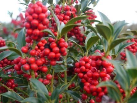 Piante & sementi: Houx 'Alaska'   (2 plants) – Nuovo (secondo la descrizione) da Bremblens venduto da FIBONACCI369 1