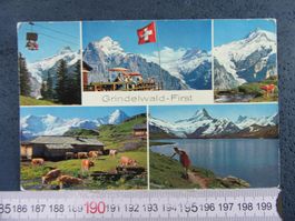 GRINDELWALD-FIRST SEELBAHN KUHHERDE 1965 AK ONW