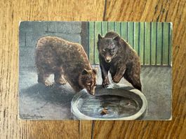 Antike Postkarte, Bärenkarte, gelaufen, 1905