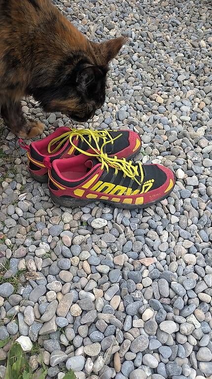 Scarpe da donna: Trailrunning Schuhe Gr.36 – Usato da Zollikofen venduto da Serious 4