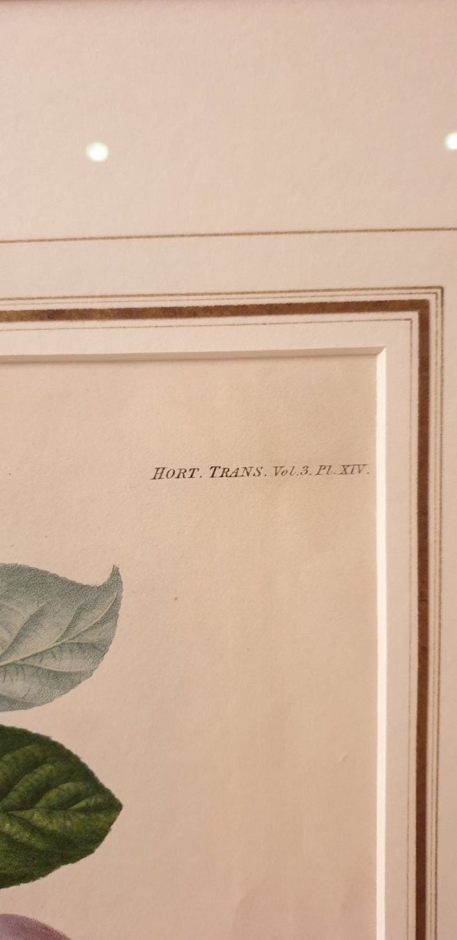 Incisioni: Stich um 1856 – Usato da Winterthur venduto da han_m89f 2