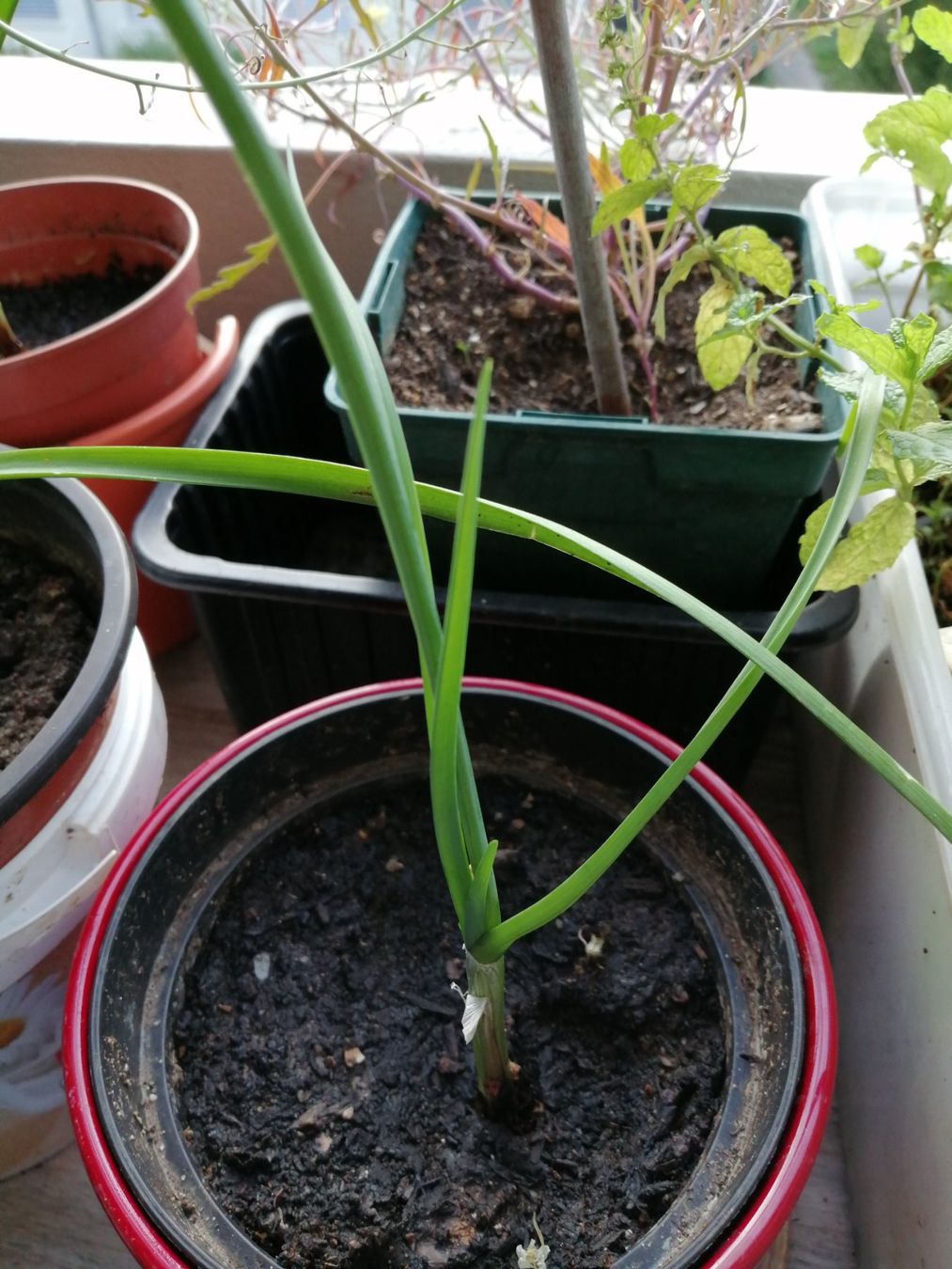 Plantes & graines: Schnittknoblauch – D'occasion à Windisch par mer_6cjk