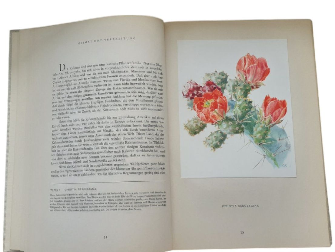 Libri: Kakteen Silva 1954 – Usato da Mörschwil venduto da lindaswunderkiste 6