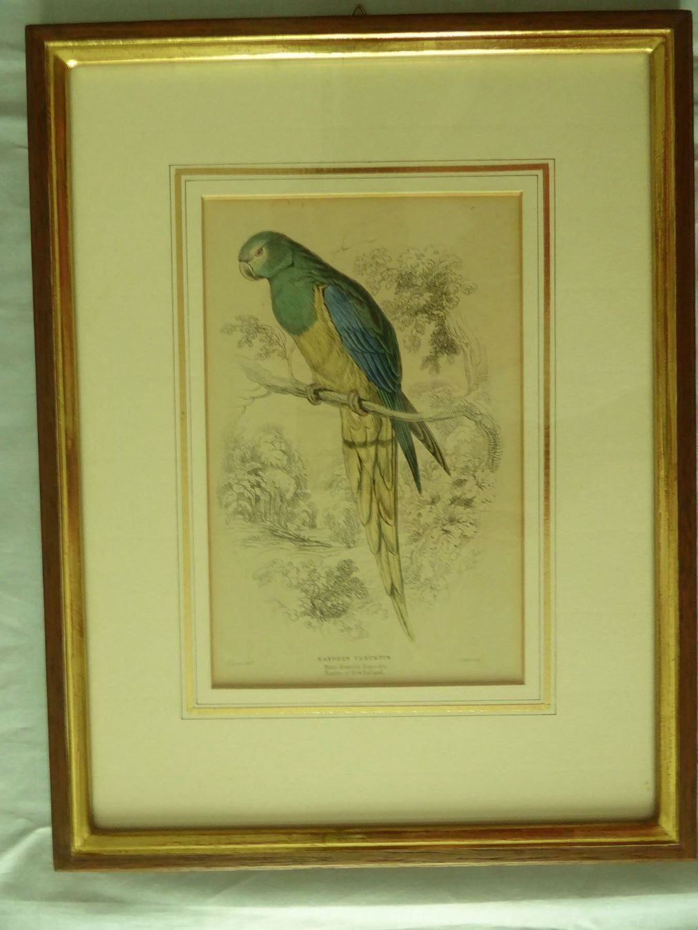 Arts picturaux & lithographies: Lithographie Nanodes Venustus – D'occasion à Zürich par Chaeffeler