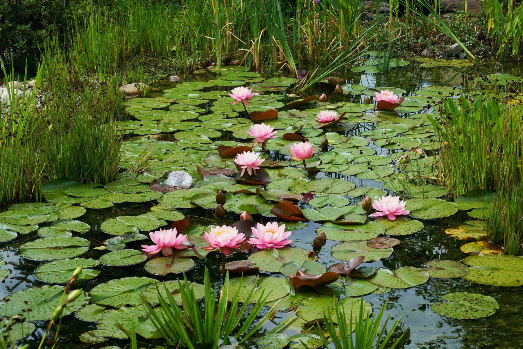 Plantes & graines: Seerose – D'occasion à Oetwil am See par Baitas 1