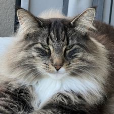 Profile image of Karpat
