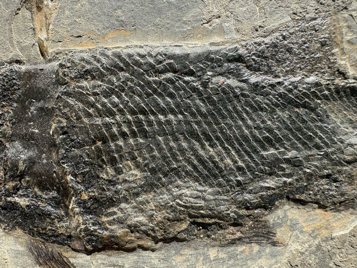 Fossilien: Fossiler Fisch – Gebraucht aus Biel/Bienne von nimmes 2