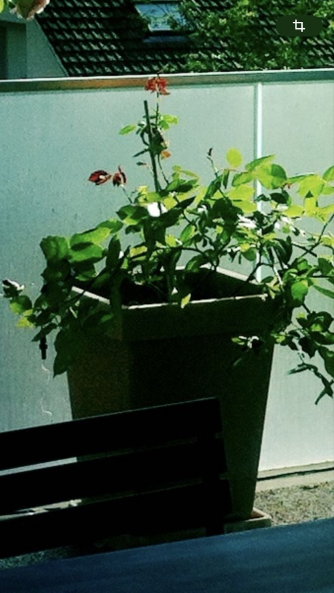 Blumentöpfe: Hoher Blumentopf, quadratisch, mit Untersatz – Gebraucht aus Bern von flo018 4