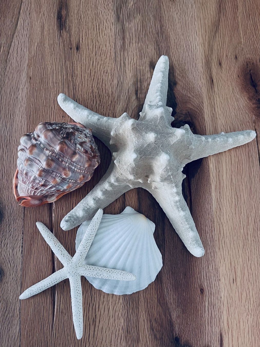 Fossilien: Muscheln Set – Gebraucht aus Winkel von KaschmirArt 1