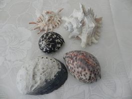 Verschiedene Muscheln