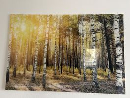 Acryl-Birkenfoto