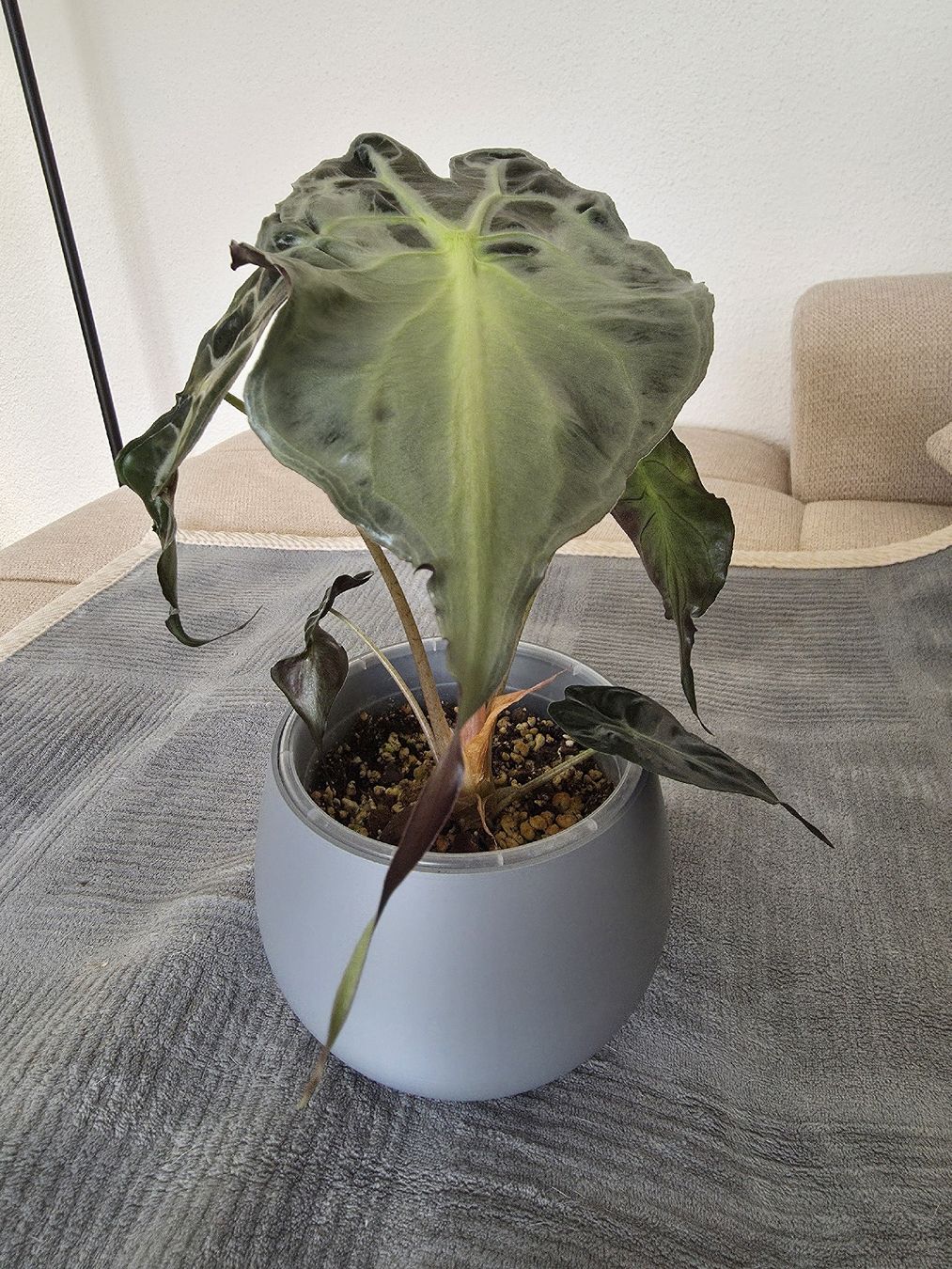Pflanzen & Samen: Alocasia Venom – Neu (gemäss Beschreibung) aus Sirnach von Miri321 1