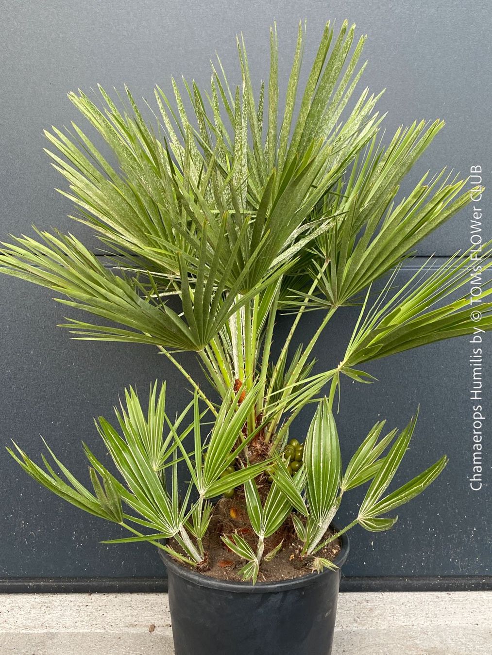 Piante & sementi: Chamaerops Humilis - fürs Haus oder Garten - robuste Palme – Nuovo e nell'imballaggio originale da Adliswil venduto da TAKEYOURPLANT