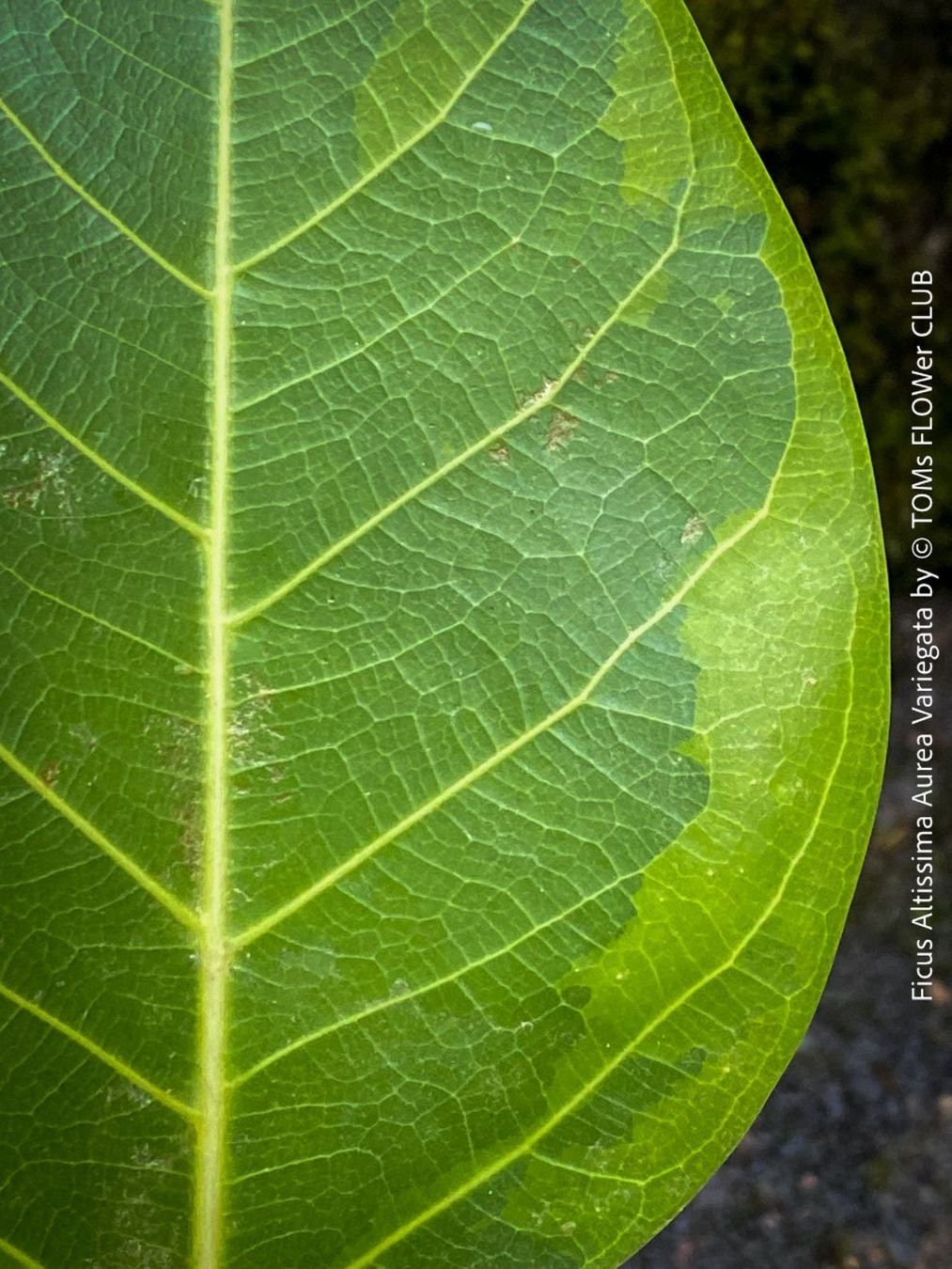 Pflanzen & Samen: Ficus Altissima Aurea Variegata - als Steckling – Neu und originalverpackt aus Adliswil von astom369 8