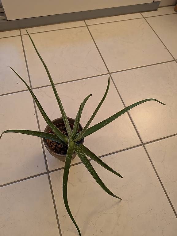 Piante & sementi: Aloe Vera  – Usato da Bern venduto da lux_m2w7 1