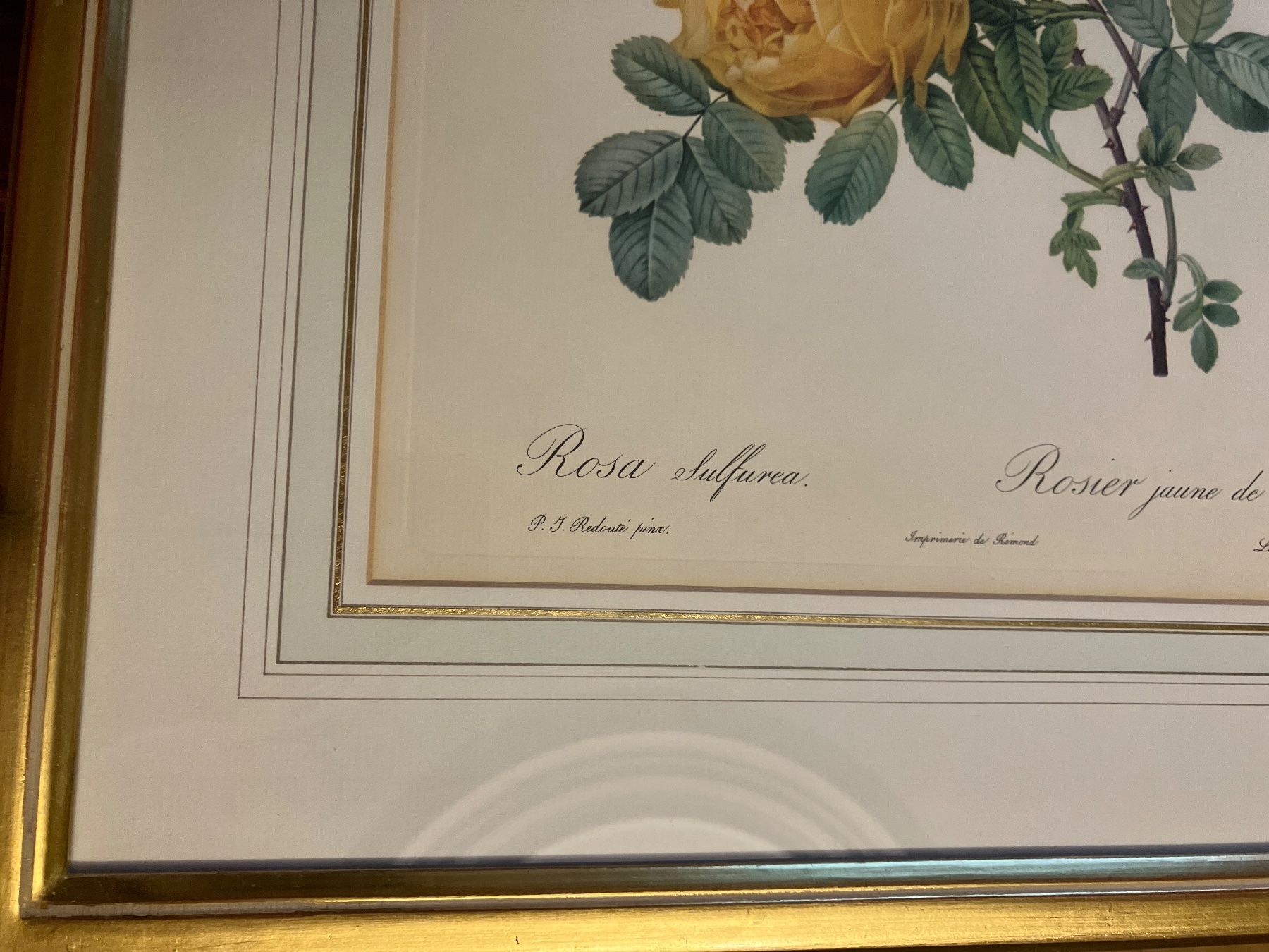 Foto & Immagini: Gerahmter Druck Pierre Joseph Redoute – Usato da Schönholzerswilen venduto da SommerhausFurniture 2