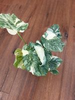 Monstera Thai Constellation💚