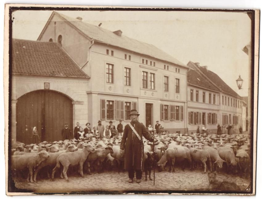 Fotografie &  Plakate: Fotografie Schäfer / Schafhirte treibt  – Gebraucht aus Berlin von bartko-reher