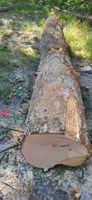 Ahorn Feldahorn Baumstamm 3 meter Massivholz 